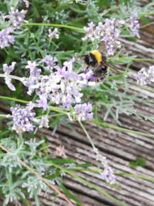 Bee lavender