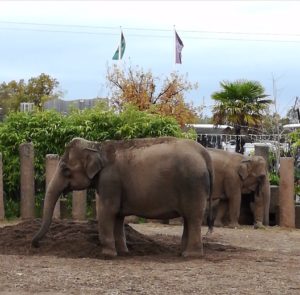 Chester Zoo elephants